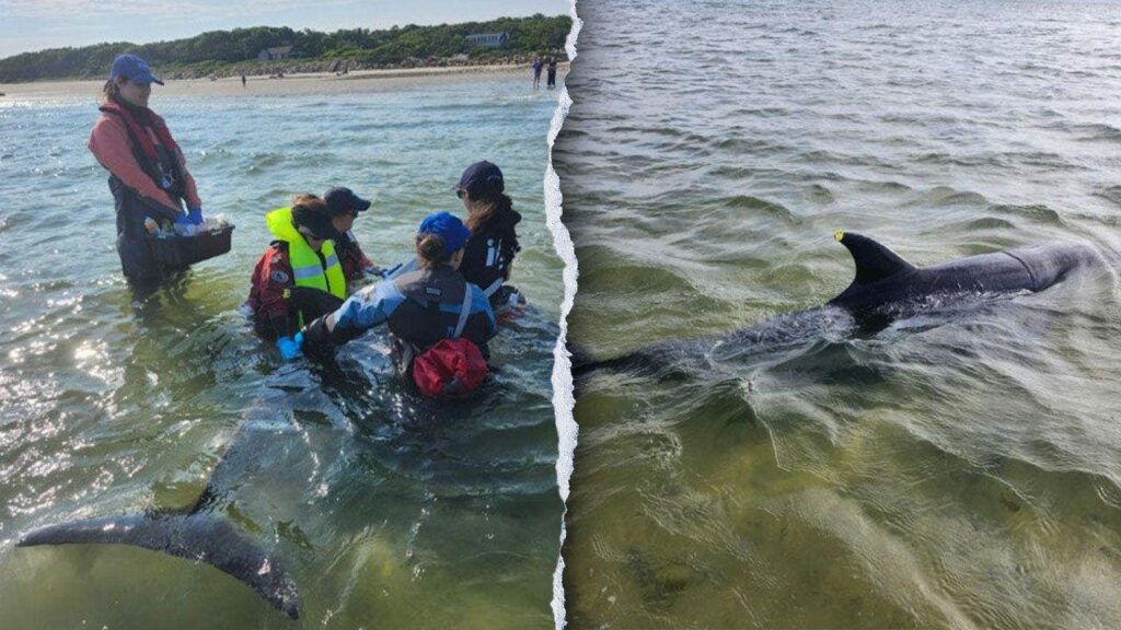 Rescuers work to save nearly 50 bottlenose dolphins in historic Cape Cod stranding
