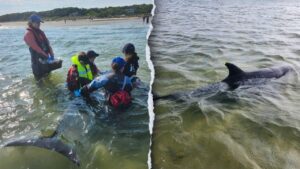 Rescuers work to save nearly 50 bottlenose dolphins in historic Cape Cod stranding