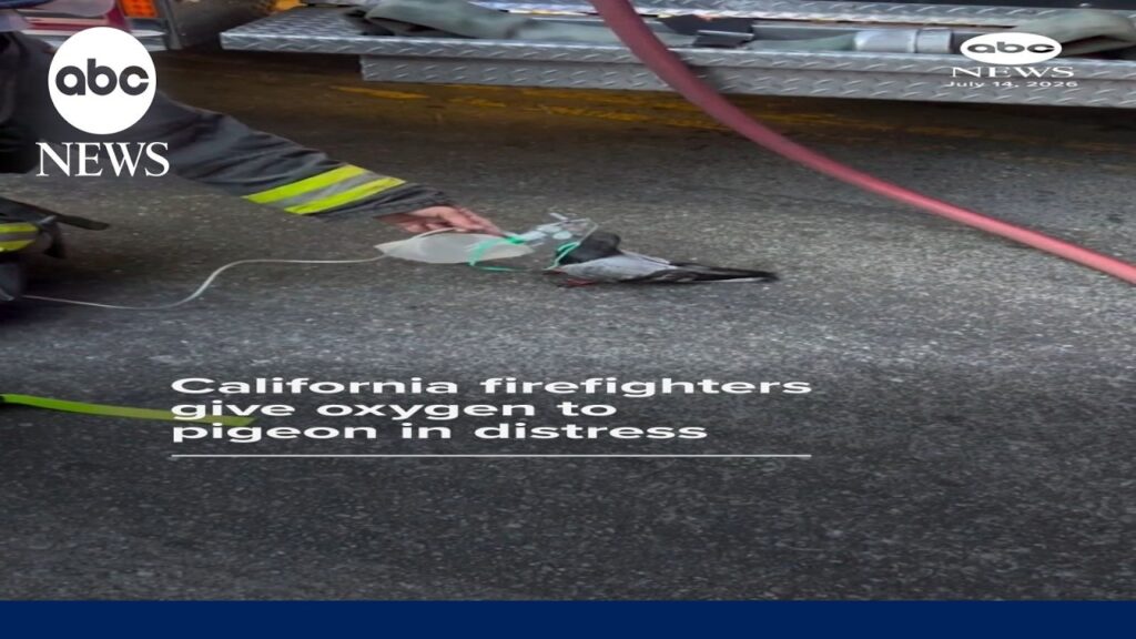 California firefighters give oxygen to pigeon in distress