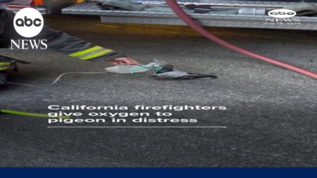California firefighters give oxygen to pigeon in distress