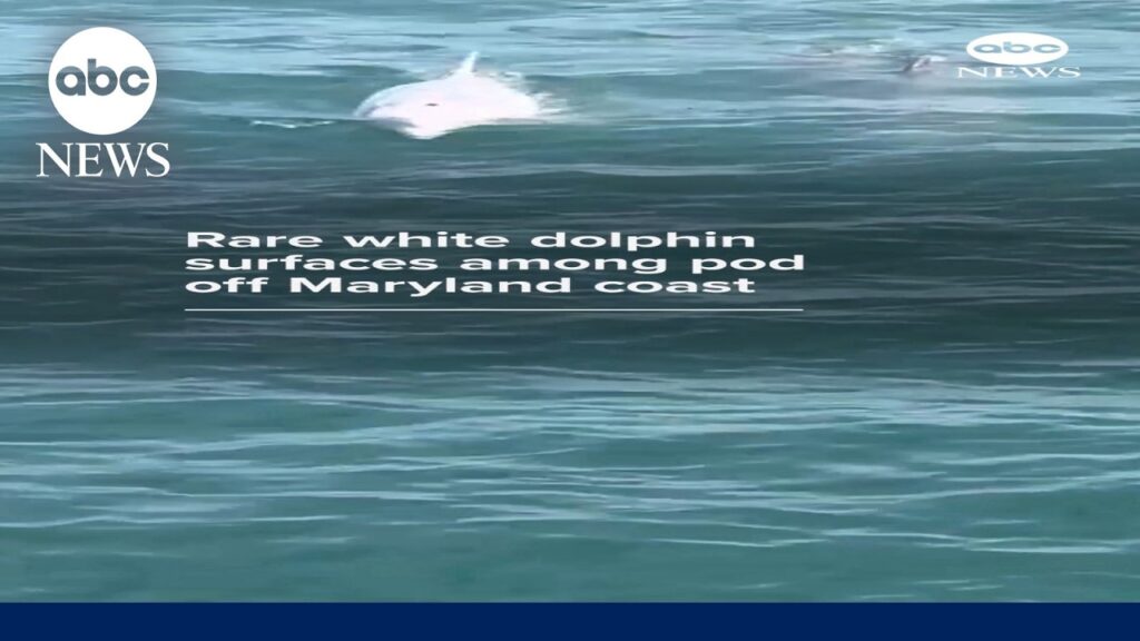Rare white dolphin surfaces among pod off Maryland coast