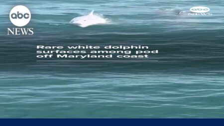 Rare white dolphin surfaces among pod off Maryland coast