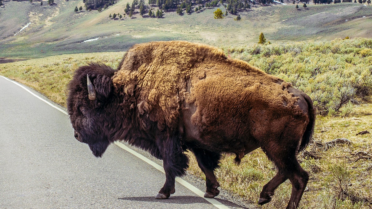 Bison