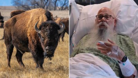 Bison victim speaks out after wild attack: ‘They move faster than you could ever imagine’ Bison victim speaks out after wild attack: ‘They move faster than you could ever imagine’