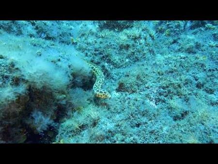 Exotic, invasive and neo-colonising species: what sets them apart, and how to deal with them