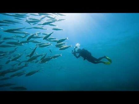 People’s photos are helping scientists record marine life in real-time in the Canary Islands