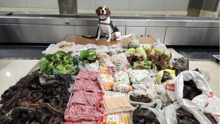 Border K9 sniffs out 99 pounds of prohibited meat, plants and monitor lizard in suitcase from Thailand