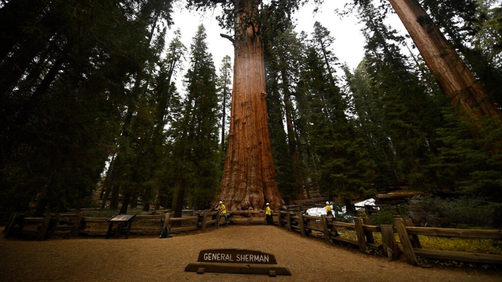 Nevada man dies at famed Sequoia National Park trail after sudden emergency Nevada man dies at famed Sequoia National Park trail after sudden emergency