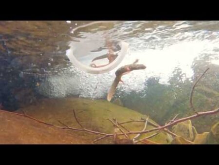 Critically endangered newts released into wild at secret location in Spain
