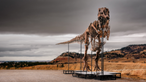 Massive T. rex fossil roars to  million sale, becoming one of the priciest ever auctioned