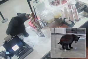Black bear breaks into Alaskan mall, eats a peach and relieves itself on floor before leaving: video Black bear breaks into Alaskan mall, eats a peach and relieves itself on floor before leaving: video