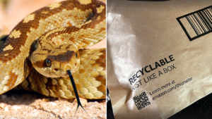 California toddler bitten by rattlesnake hiding beneath Amazon package amid active snake season California toddler bitten by rattlesnake hiding beneath Amazon package amid active snake season