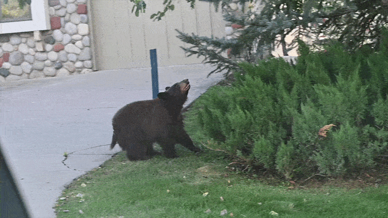A bear jumps up on his legs on a driveway.