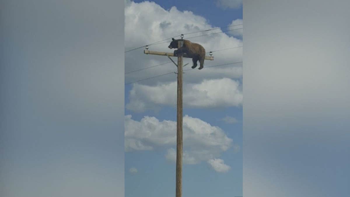 Brown bear hanging from the crossarm of a utility pole in Gladstone, New Mexico