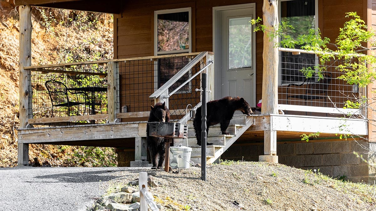 Bears inspect a wooden cabin porch and outdoor grill in Gatlinburg, Tenn.