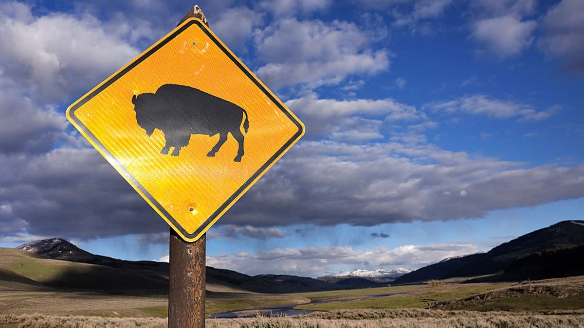 Bison crossing sign posted in Lamar Valley.