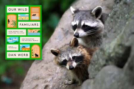 You’re not supposed to be here! How wild animals are adapting to our cities