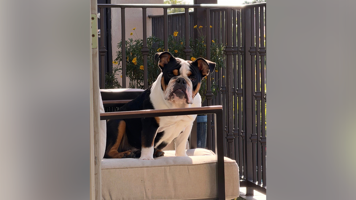 Bruce, a tri-color English bulldog, sits on a brown chair indoors