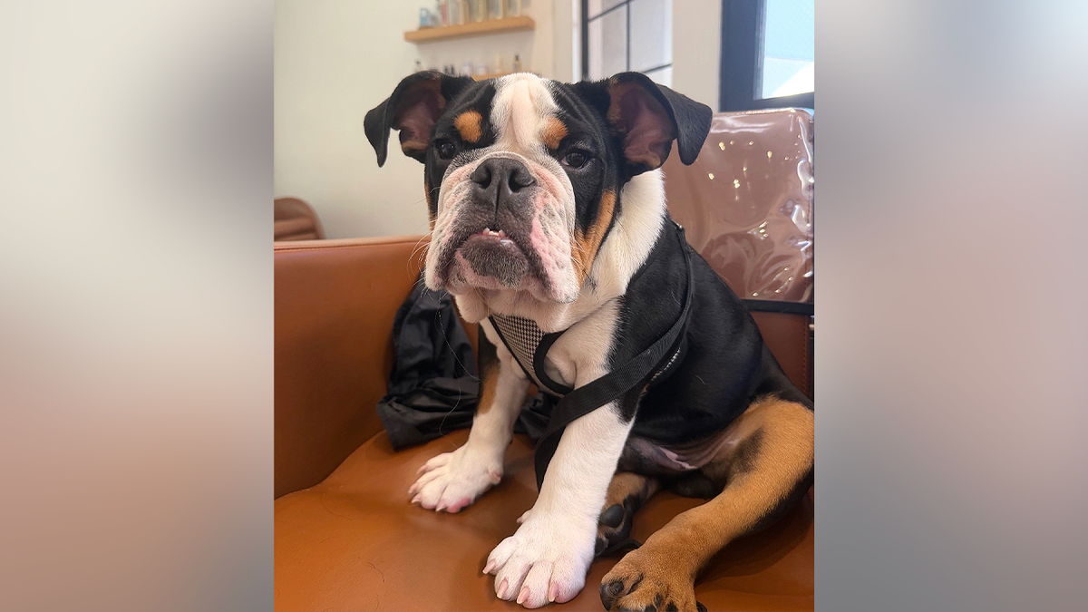 Bruce, a tri-color English bulldog, sits on a brown chair indoors.