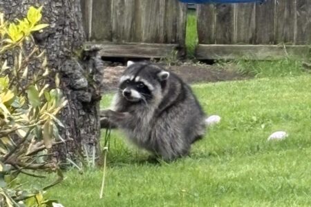 Seattle shop selling Jimothy the short-spined raccoon glass figurines for 5