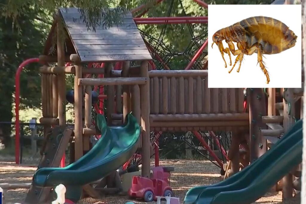 Elite California enclave battles ‘significant flea infestation’ after epic miscalculation Elite California enclave battles ‘significant flea infestation’ after epic miscalculation