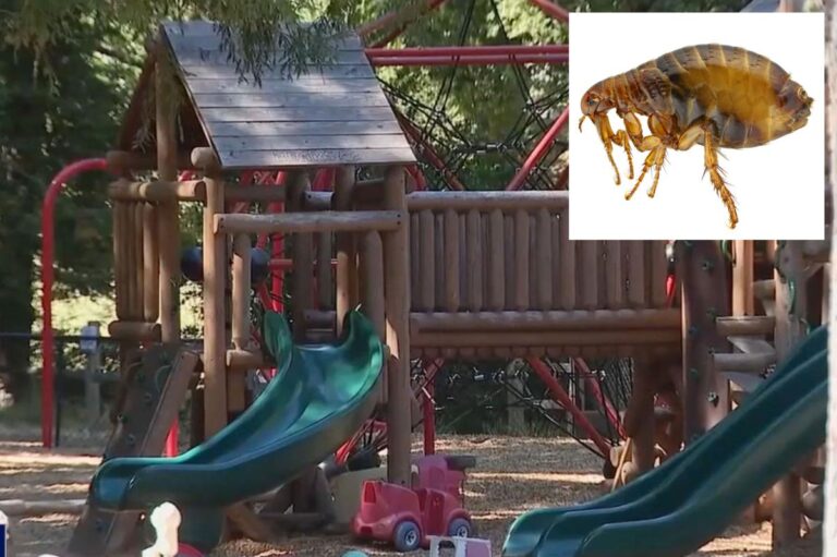 Elite California enclave battles ‘significant flea infestation’ after epic miscalculation Elite California enclave battles ‘significant flea infestation’ after epic miscalculation