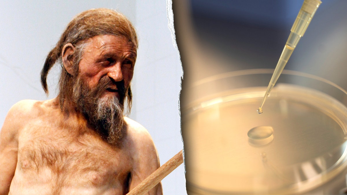 Split image of Iceman reconstruction, liquid sample at lab