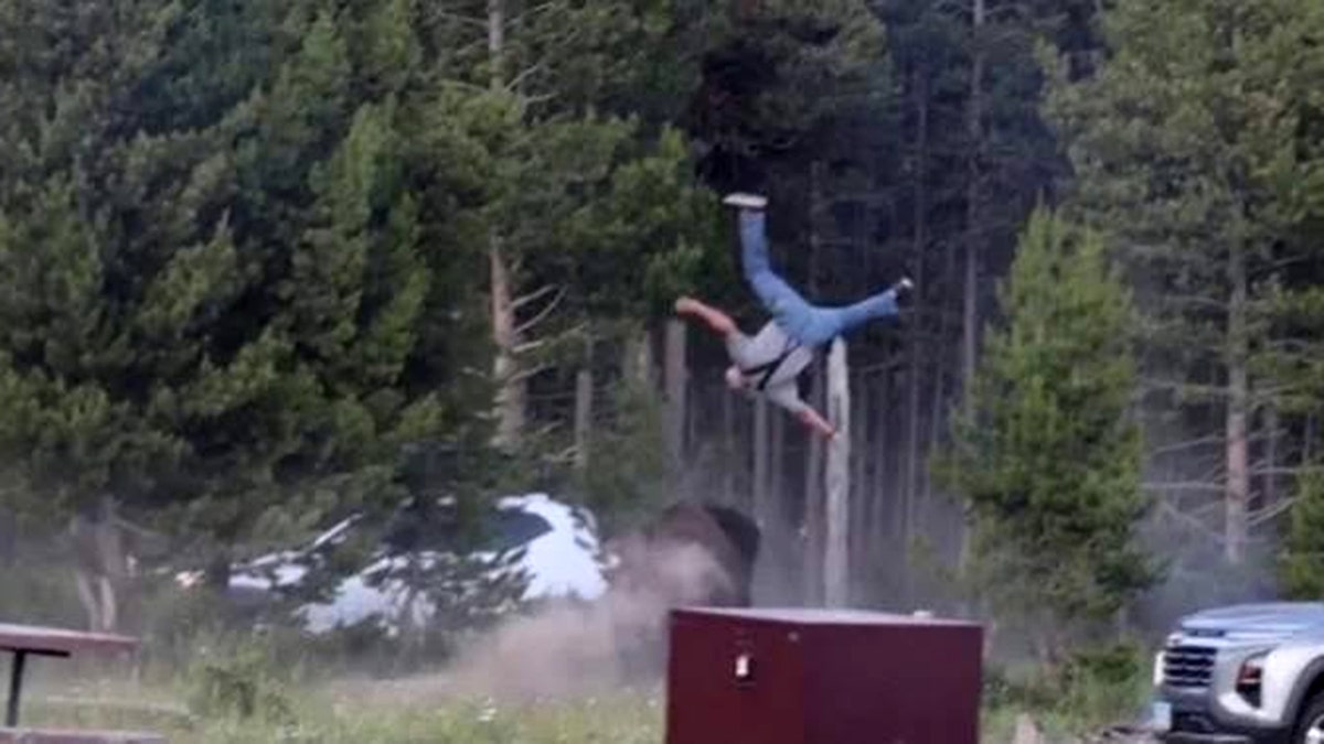 Yellowstone Bison attack