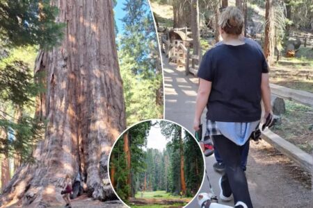 Clueless Sequoia ‘tourons’ spark outrage after endangering legendary giant tree with careless behavior Clueless Sequoia ‘tourons’ spark outrage after endangering legendary giant tree with careless behavior