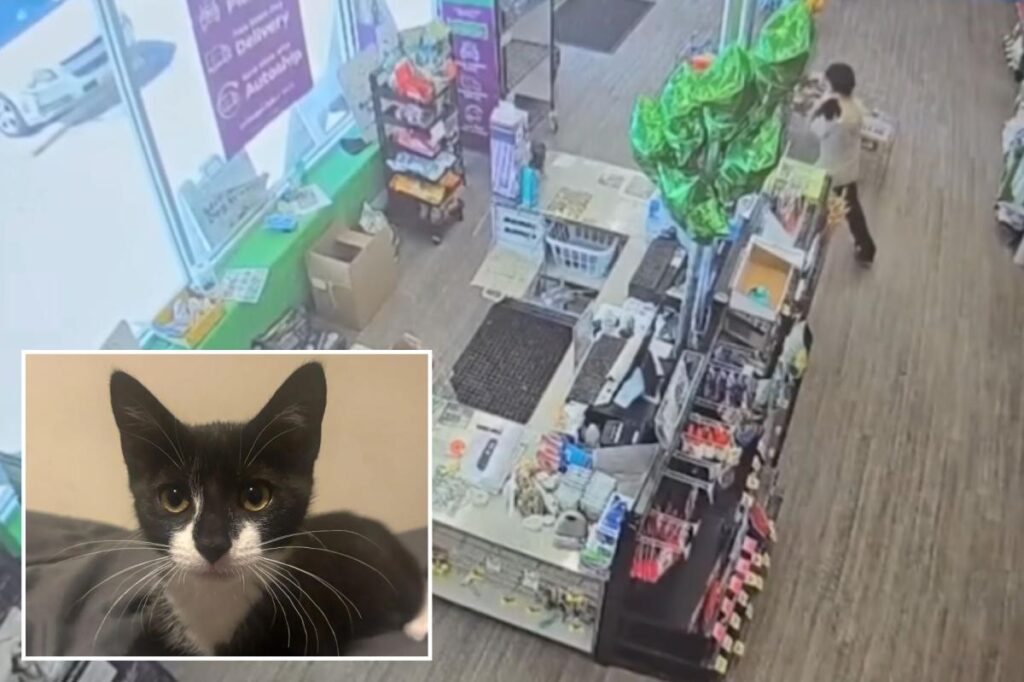 Maryland bank robbery suspect allegedly steals kitten, asks employee to hold it before demanding cash