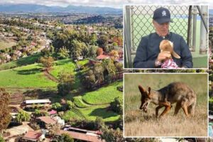 SoCal HOA sues family for protecting their pets from nighttime invaders