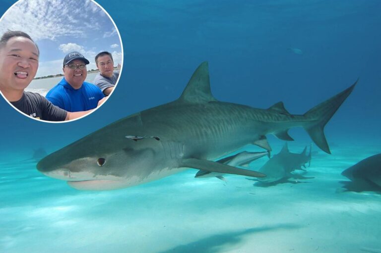 Come hell or high water: How three friends survived a shipwreck and a shark attack in the Gulf of Mexico Come hell or high water: How three friends survived a shipwreck and a shark attack in the Gulf of Mexico