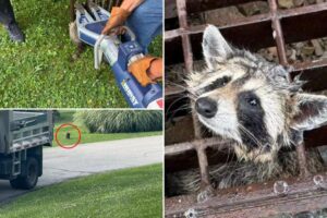 Firefighters save adorable racoon with ‘jaws of life’: ‘One for the record books’