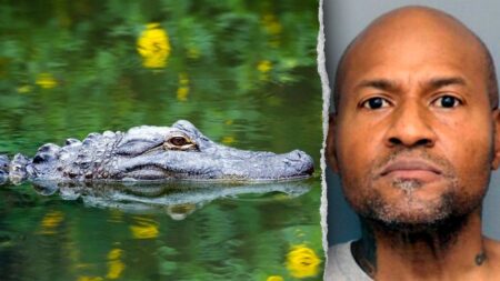 Officers in Maryland respond to reported assault, discover guns and unusual group of animals Officers in Maryland respond to reported assault, discover guns and unusual group of animals