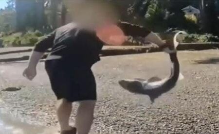 Man accused of illegally ‘wrestling’ protected sharks in Washington state after months-long investigation