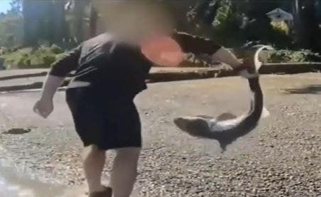 Man accused of illegally ‘wrestling’ protected sharks in Washington state after months-long investigation Man accused of illegally ‘wrestling’ protected sharks in Washington state after months-long investigation