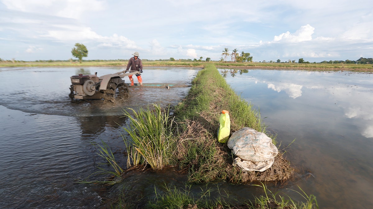 Rice paddy field worker