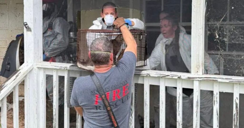 Florida Woman Arrested After 70 Cats and Dogs Found Living in ‘Horrific’ Conditions at Her Home