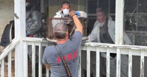 Florida Woman Arrested After 70 Cats and Dogs Found Living in ‘Horrific’ Conditions at Her Home