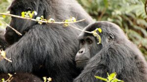 New ranking reveals the best wildlife encounters worth travelling for