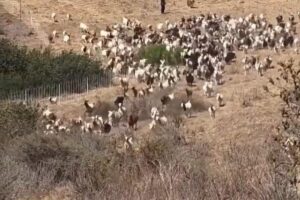 Hero sheepdog takes charge of SoCal rescue — with unexpected move to aid first responders