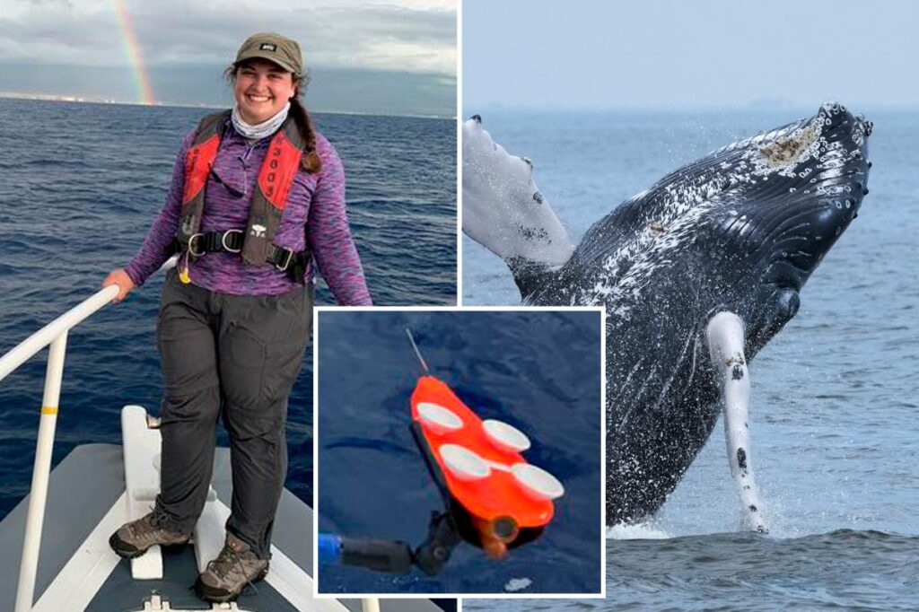 Whale’s dive shapes its song patterns: new research