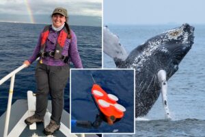 Whale’s dive shapes its song patterns: new research