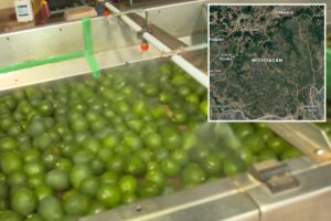 Security threat shuts down avocado pipeline from Mexico to the US