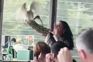 Woman wrangles ibis out of bustling Sydney restaurant in chaotic scene Woman wrangles ibis out of bustling Sydney restaurant in chaotic scene