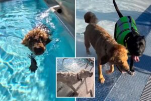 LA County pools are going to the dogs this weekend — with humans banned from the water LA County pools are going to the dogs this weekend — with humans banned from the water