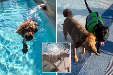 LA County pools are going to the dogs this weekend — with humans banned from the water
