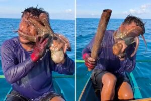 Sucky situation! Wild moment octopus latches onto fisherman’s face forcing him to club it to escape