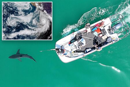 Scientists discover surprising way great white sharks prep for coastal storms
