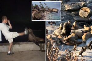 SoCal leaders weigh extreme measures after teen caught kicking sea lion: ‘Completely out of control’ SoCal leaders weigh extreme measures after teen caught kicking sea lion: ‘Completely out of control’